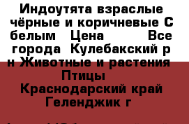 Индоутята взраслые чёрные и коричневые С белым › Цена ­ 450 - Все города, Кулебакский р-н Животные и растения » Птицы   . Краснодарский край,Геленджик г.